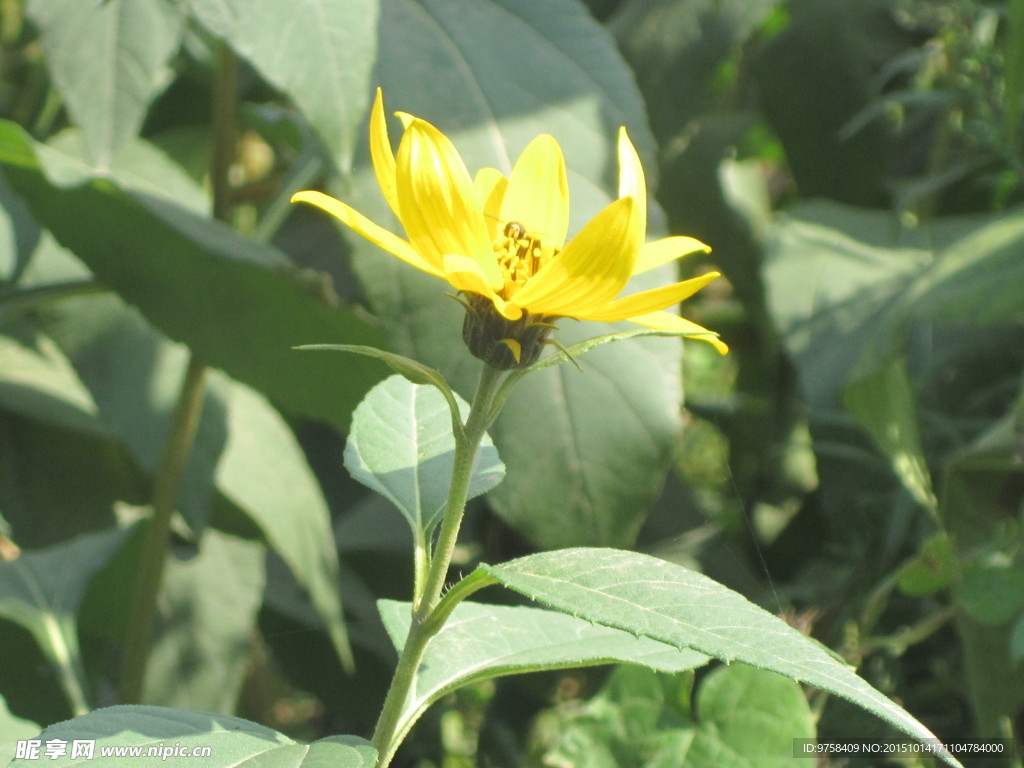 向阳花