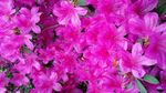 杜鹃花