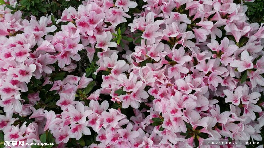 杜鹃花