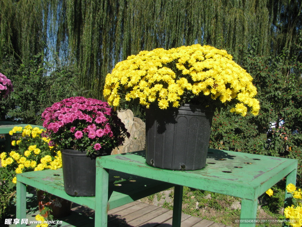 菊花
