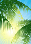 夏日椰子树