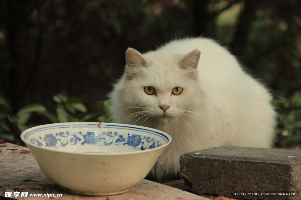 猫