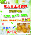 东北黑土地特产甜菇娘