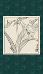 白描萱草