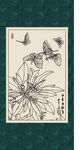 万代红