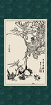 白描菊花
