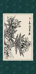 夹竹桃