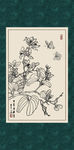 羊蹄荚花