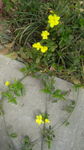 路边黄色的小花