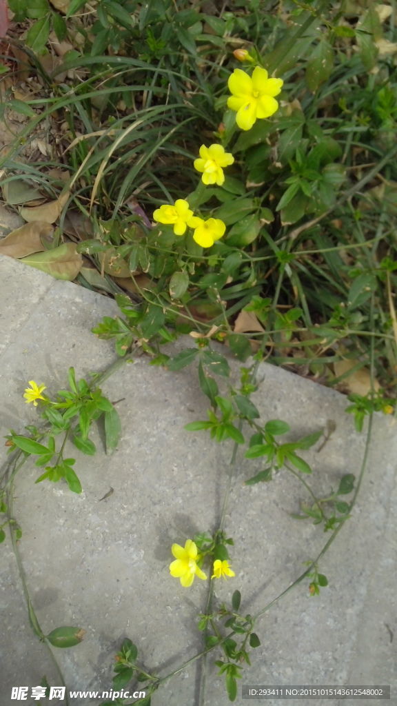 路边黄色的小花