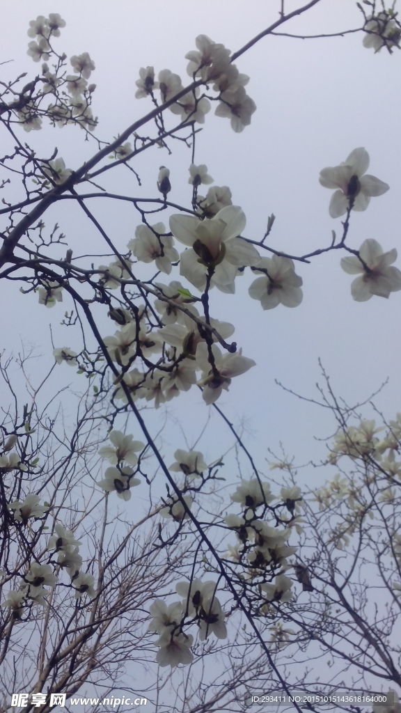 清晨白色的桃花