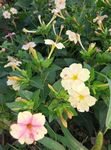 乡间菜园边的花丛