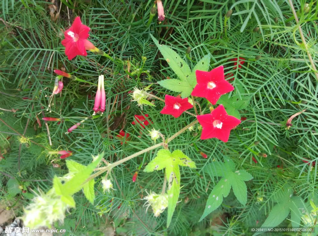 院墙角美丽的牵牛花丛