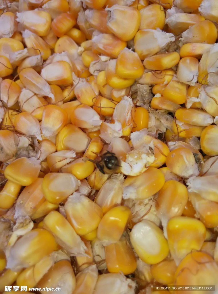 玉米粒中歇息的蜜蜂