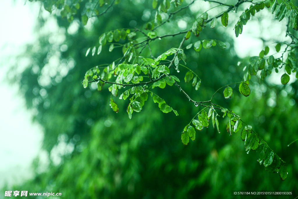 YHD雨珠树叶