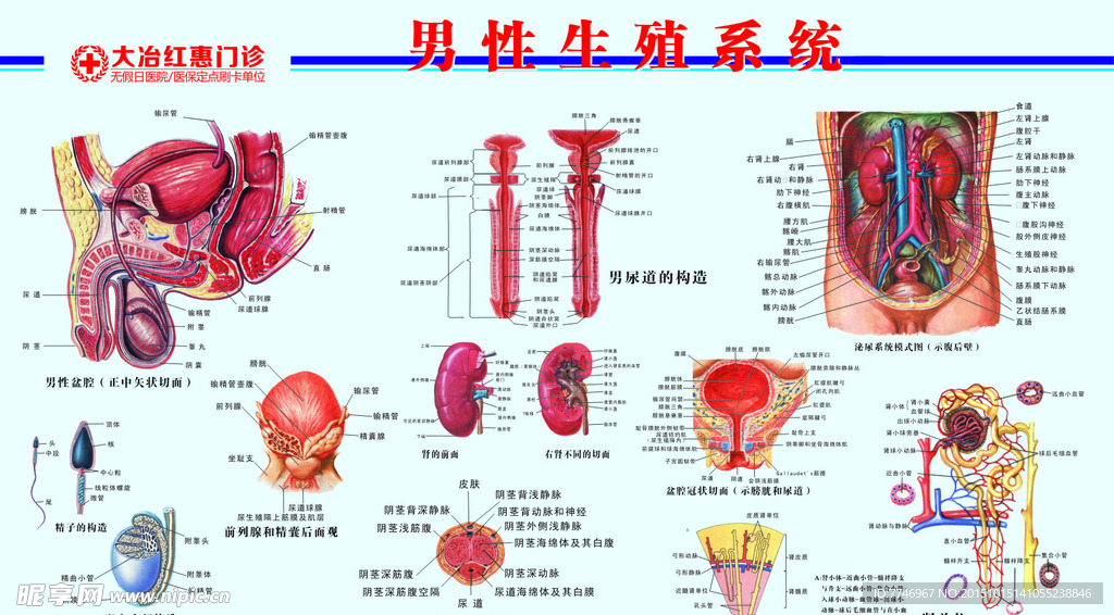 男科解剖图