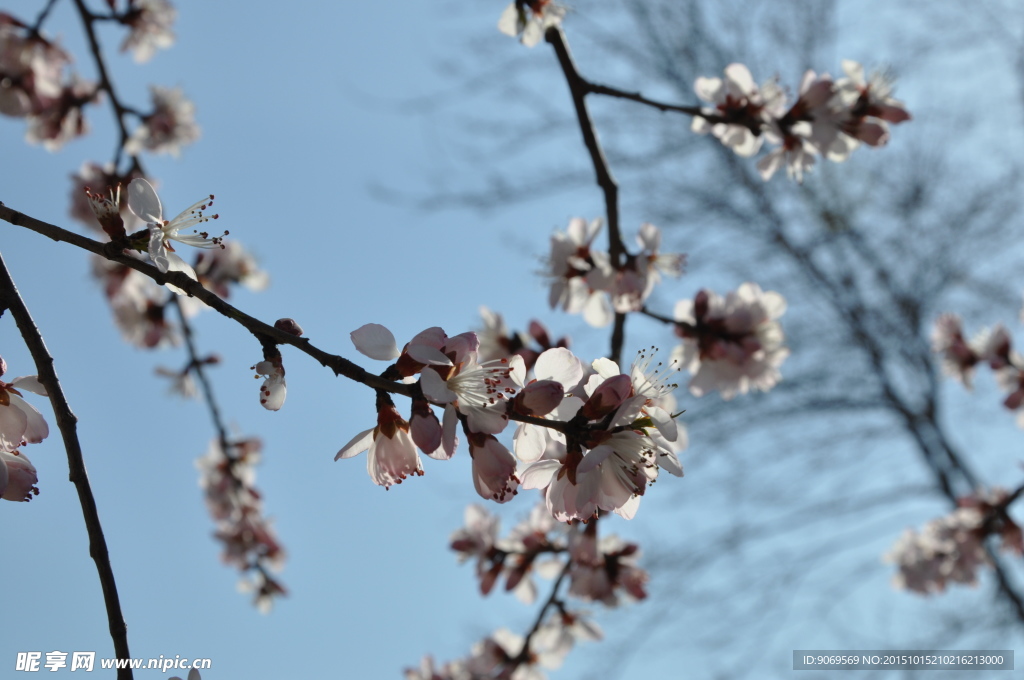 圆明园 园林建筑 桃花  樱花