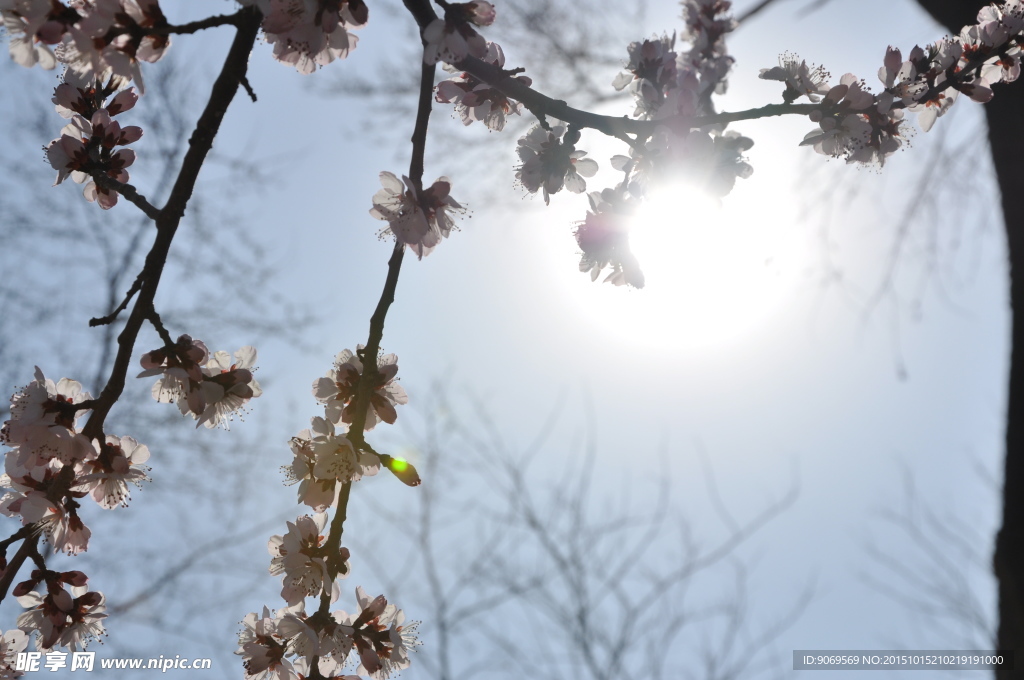 圆明园 园林建筑 桃花  樱花