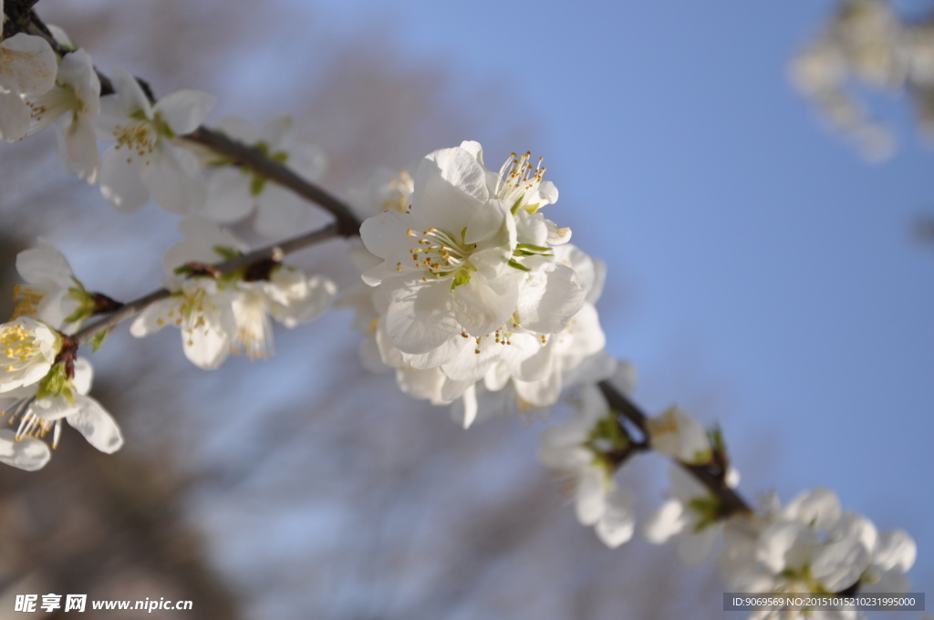 圆明园 园林建筑 桃花  樱花