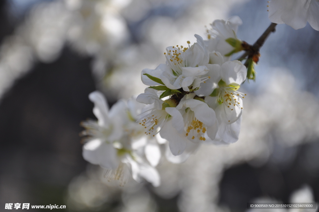 圆明园 园林建筑 桃花  樱花