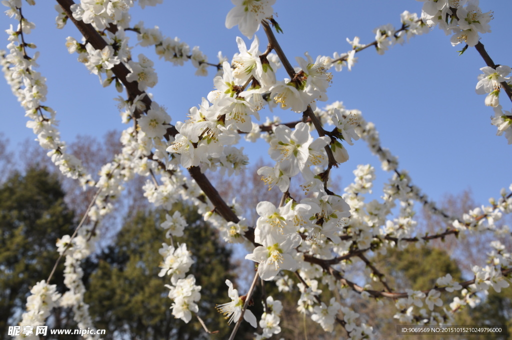 圆明园 园林建筑 桃花  樱花