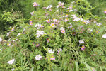 山间小花