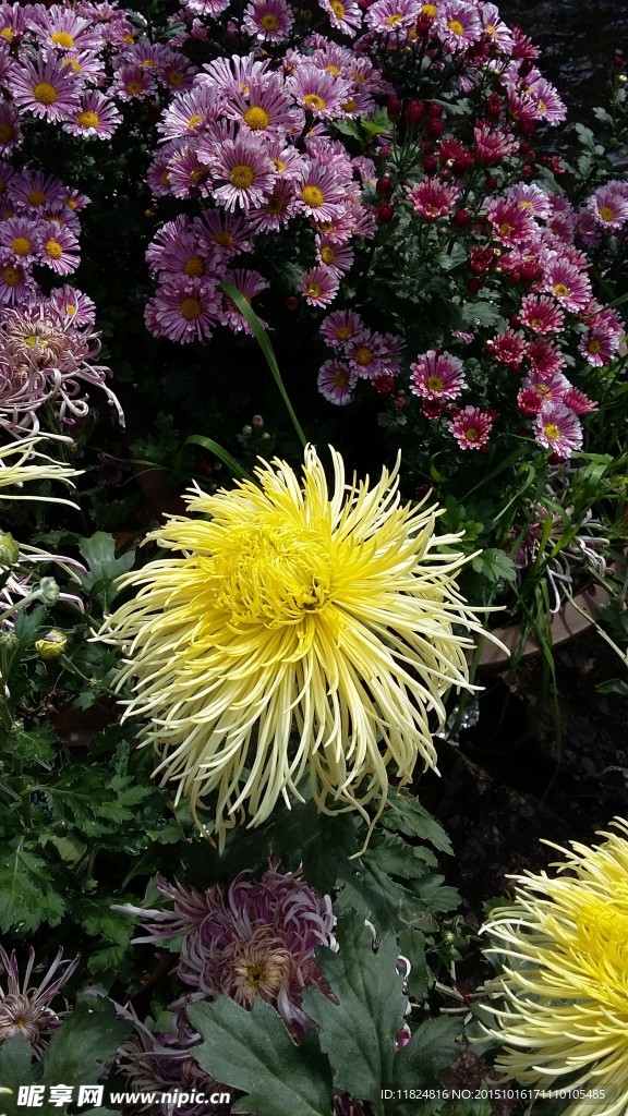 菊花