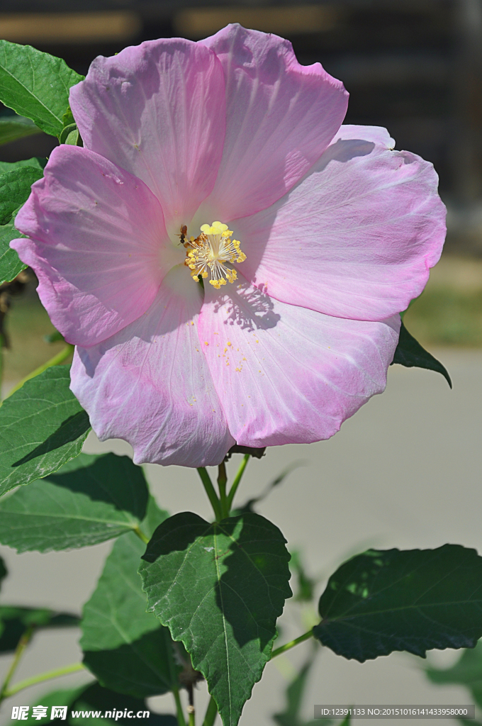 格桑花