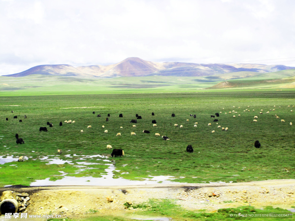 藏北高原牧场