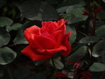 月季花