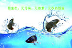 鱼类海报