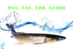 鱼类海报2