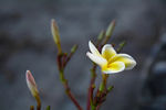 鸡蛋花