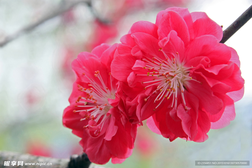 桃花