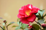 茶花