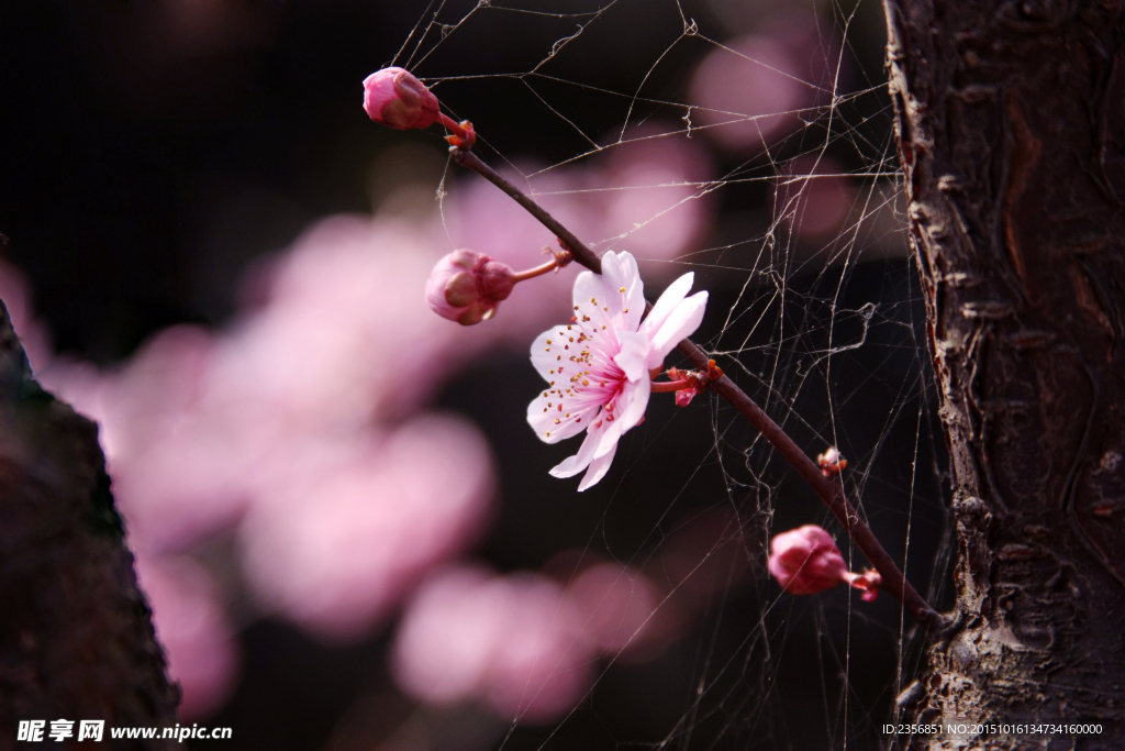 梅花