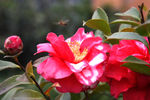 茶花