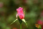 月季花