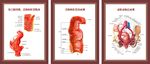 肛肠科解剖图谱