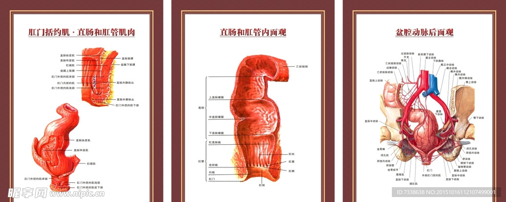 肛肠科解剖图谱