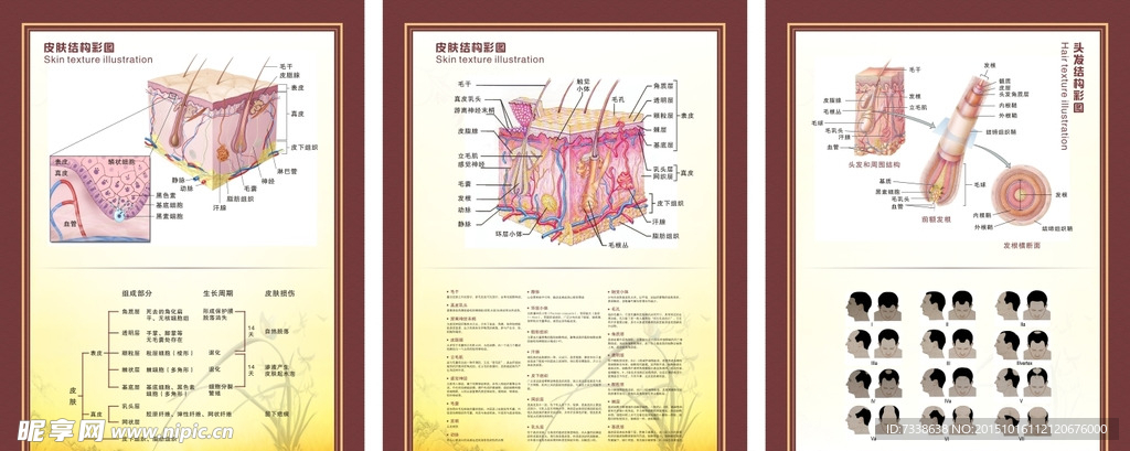 皮肤结构图谱
