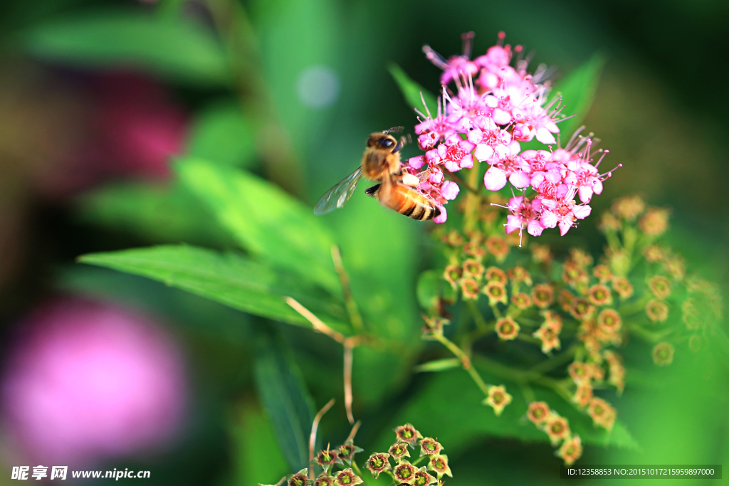 花与蜜蜂