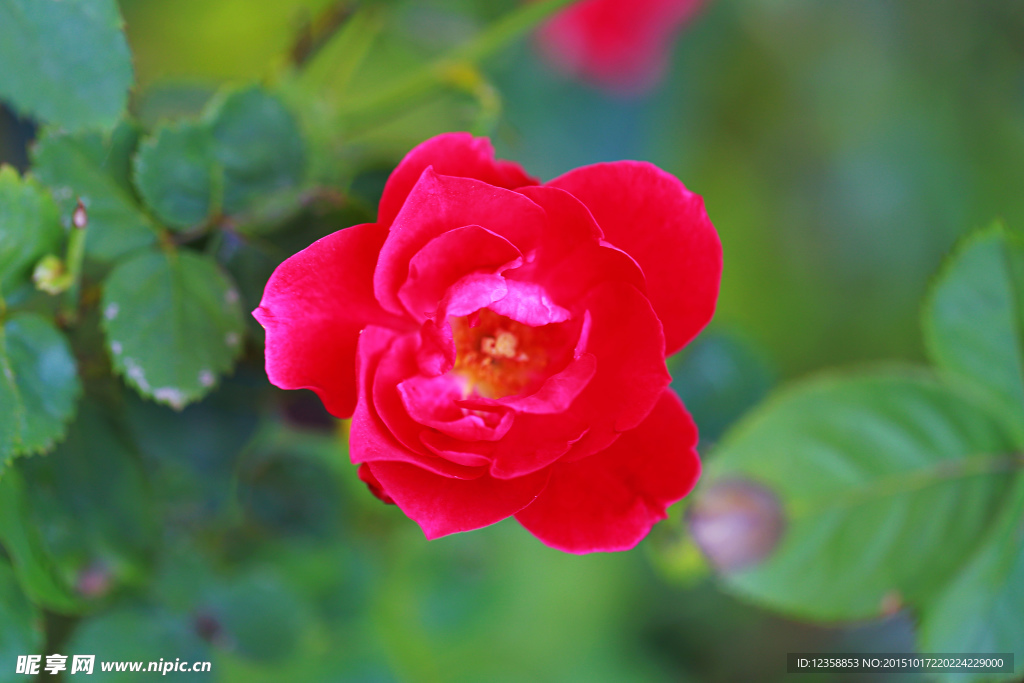 月季花