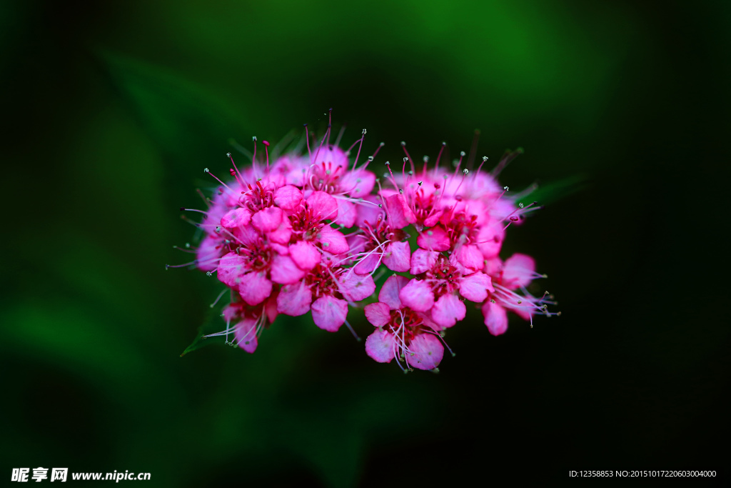 枚红色的花