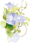 牵牛花