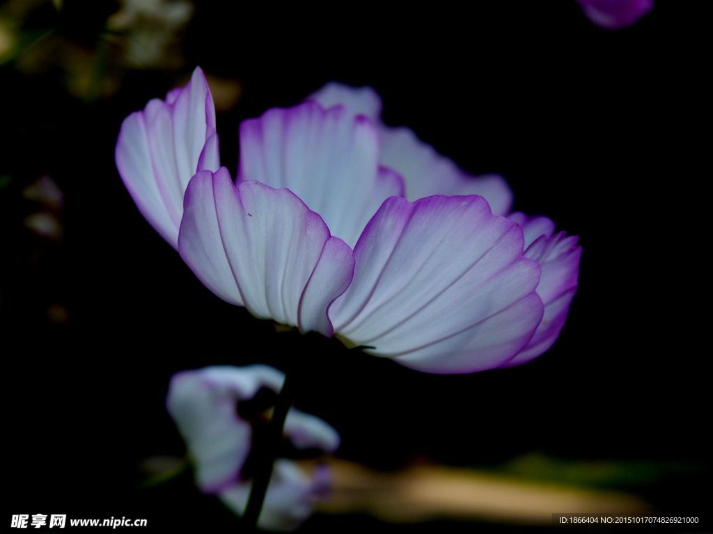 格桑花