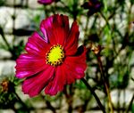 格桑花