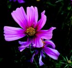 格桑花