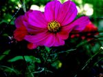 格桑花