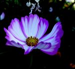 格桑花